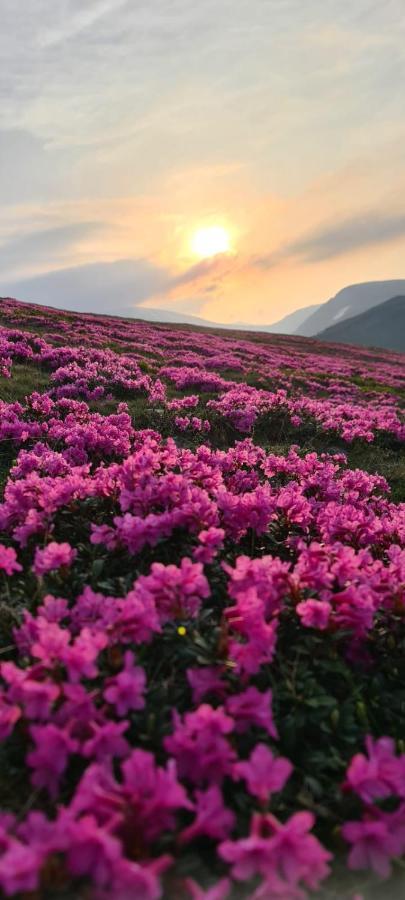 Complex Veverita رانسا المظهر الخارجي الصورة